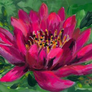 Pink Water Lily