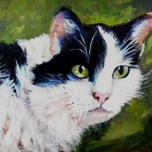 Socks The Cat