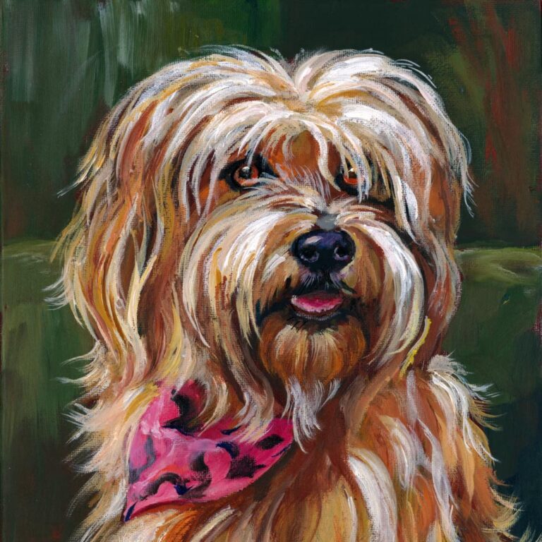 Miss Peabody the Tibetan Terrier
